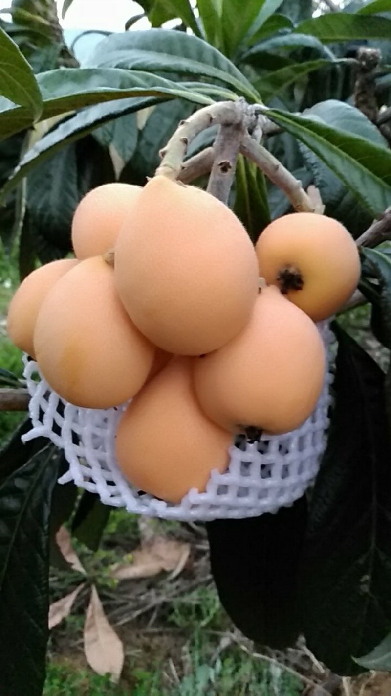 水果蒙自枇杷解放钟枇杷大果