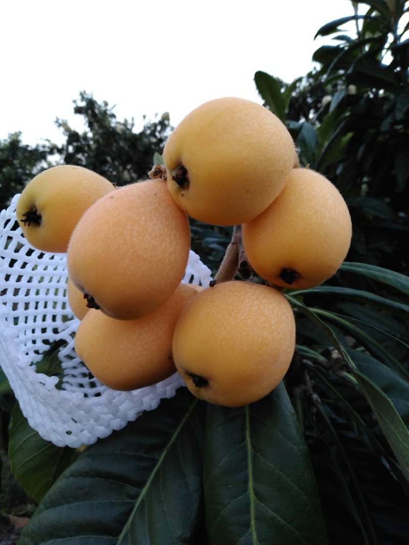 水果蒙自枇杷解放钟枇杷大果
