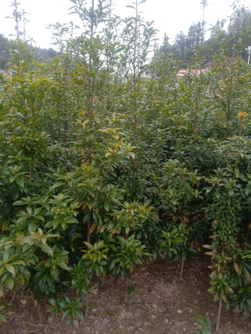 楠木苗，桢楠袋苗，无纺布袋装