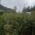 楠木苗，桢楠袋苗，无纺布袋装