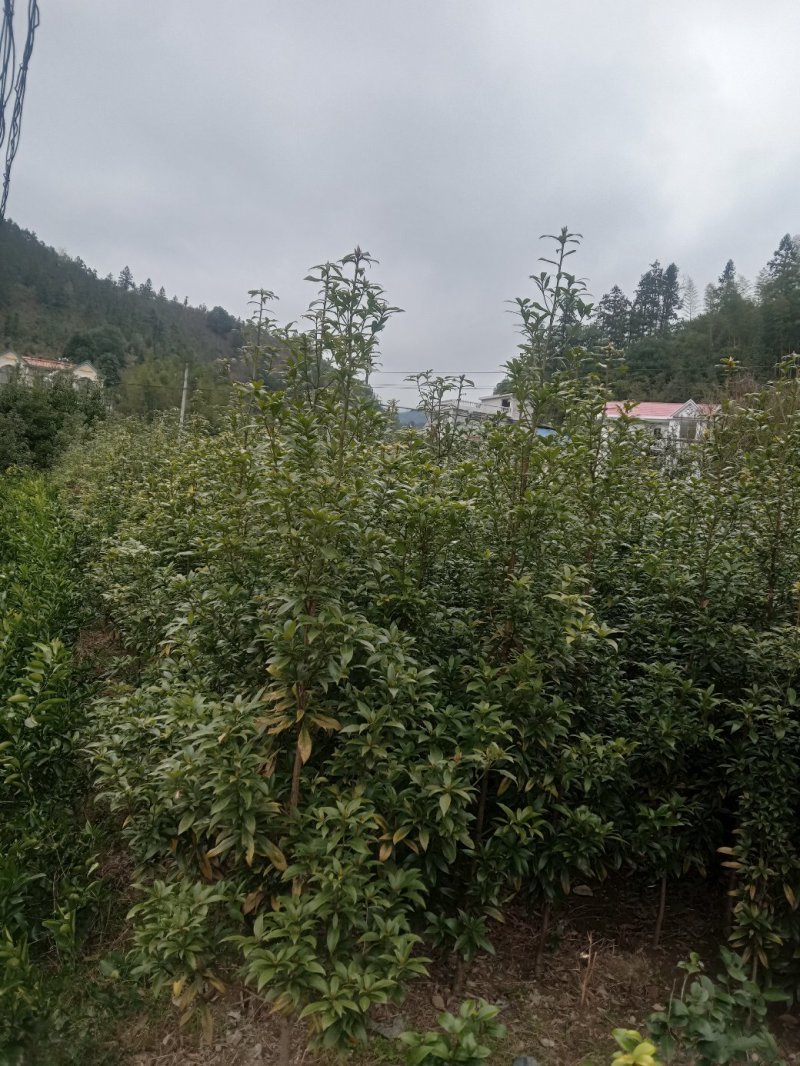 楠木苗，桢楠袋苗，无纺布袋装