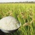 大量批发【郑旱10号】直播种抗旱,抗病,产量高,一袋十公斤