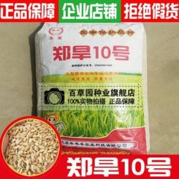 大量批发【郑旱10号】直播种抗旱,抗病,产量高,一袋十公斤