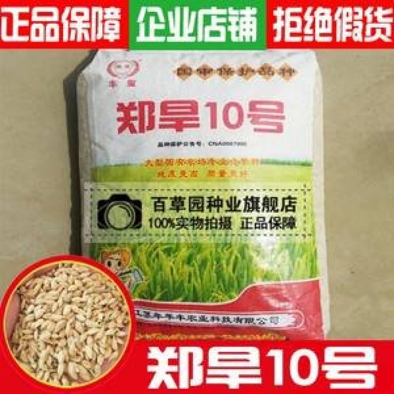 大量批发【郑旱10号】直播种抗旱，抗病，产量高，一袋十公斤
