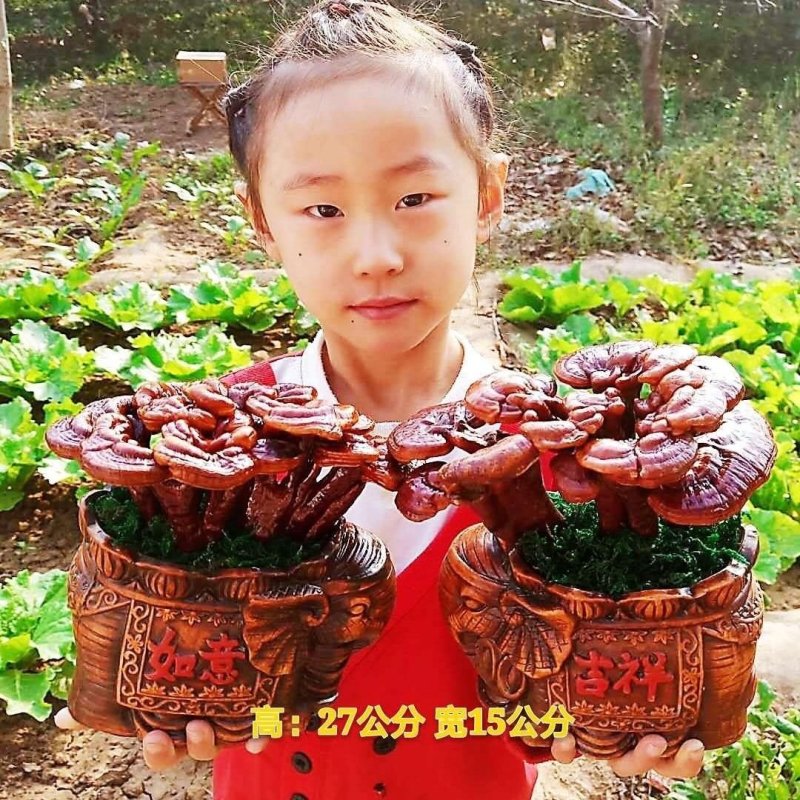 【基地直销假一赔百】灵芝盆景室内盆栽多肉植物食用菌