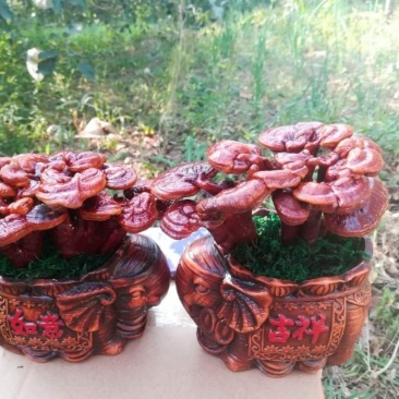 【基地直销假一赔百】灵芝盆景室内盆栽多肉植物食用菌