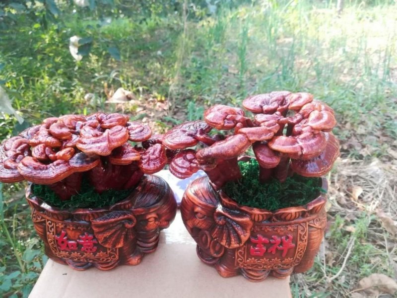 【基地直销假一赔百】灵芝盆景室内盆栽多肉植物食用菌