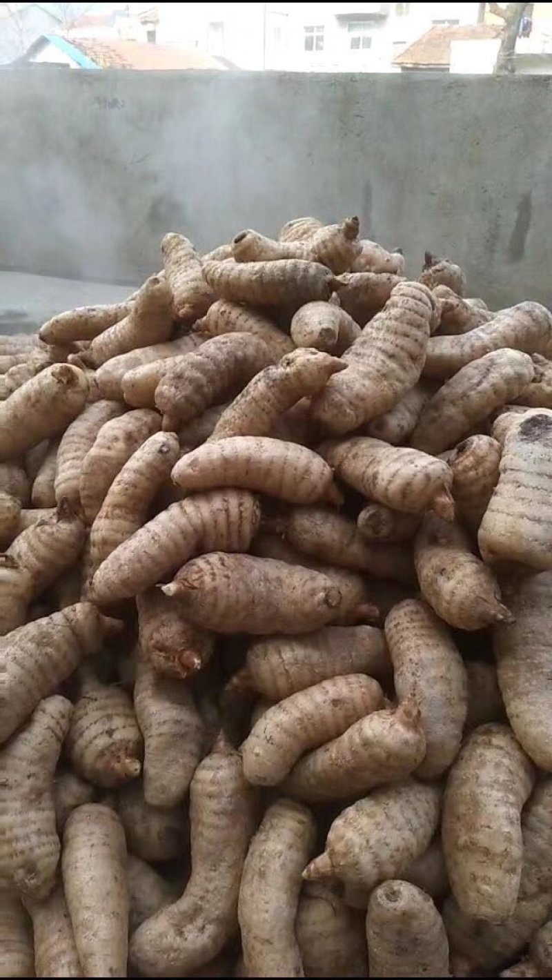 夭麻