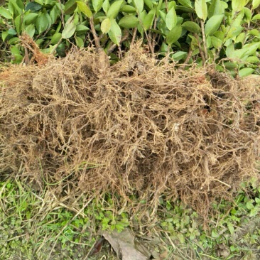 长林系列高产嫁接油茶苗