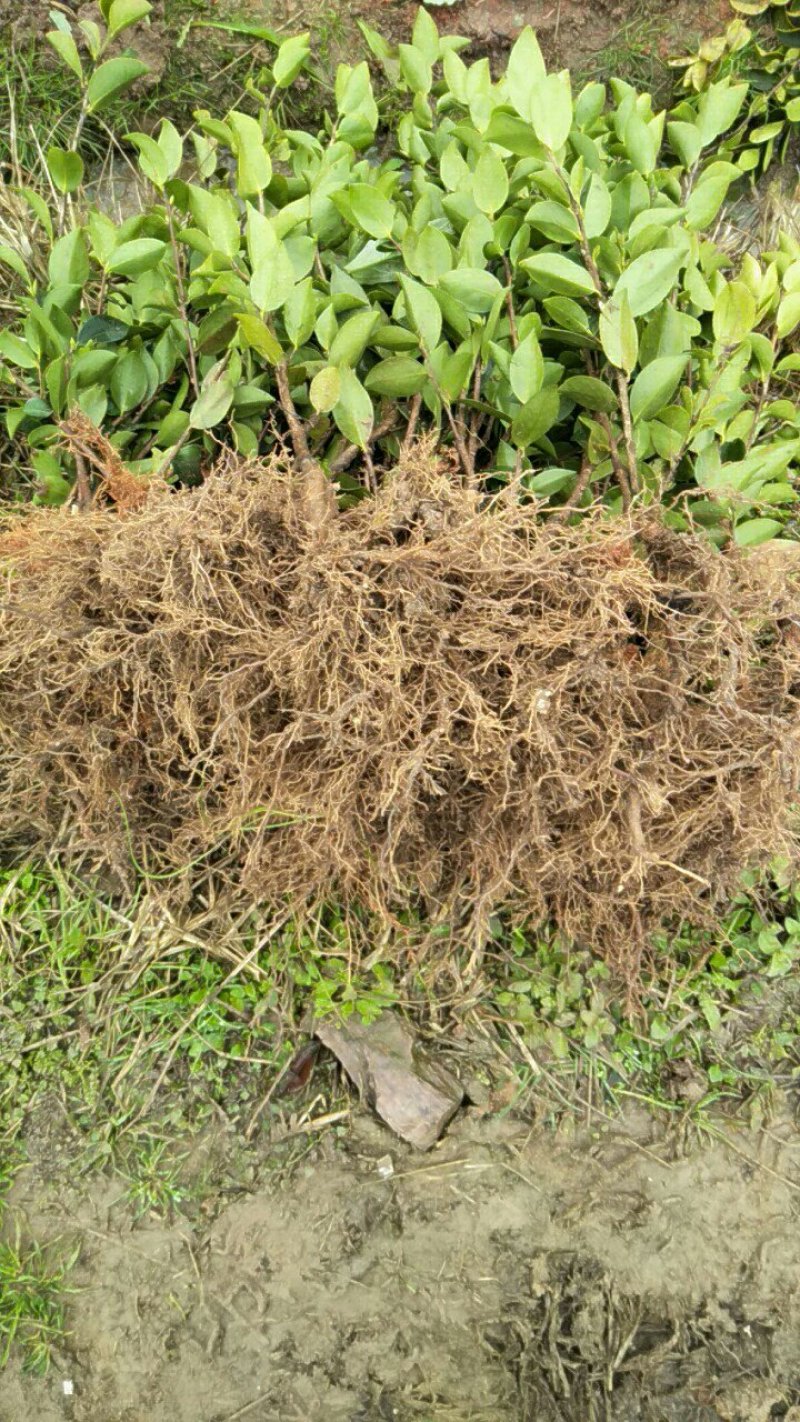长林系列高产嫁接油茶苗