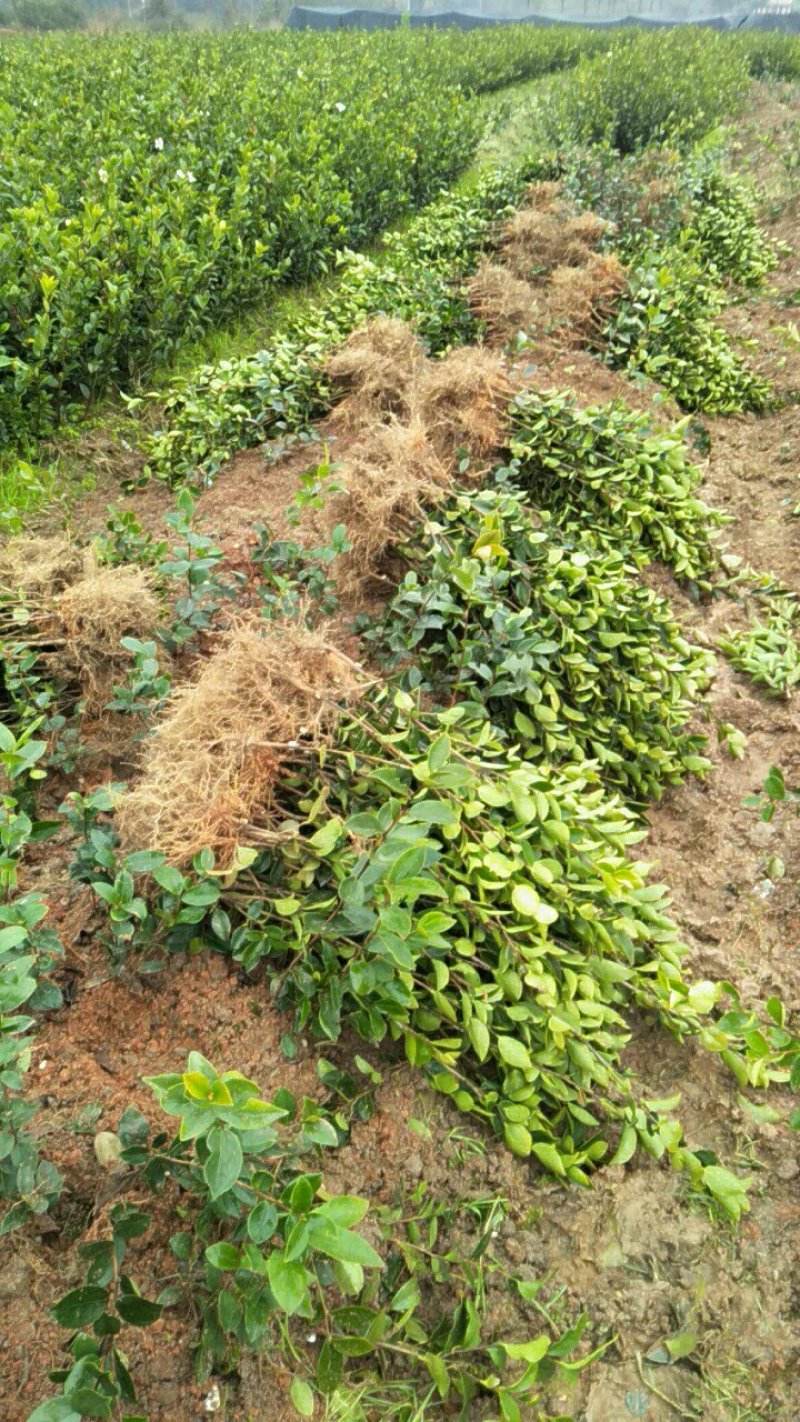 长林系列高产嫁接油茶苗