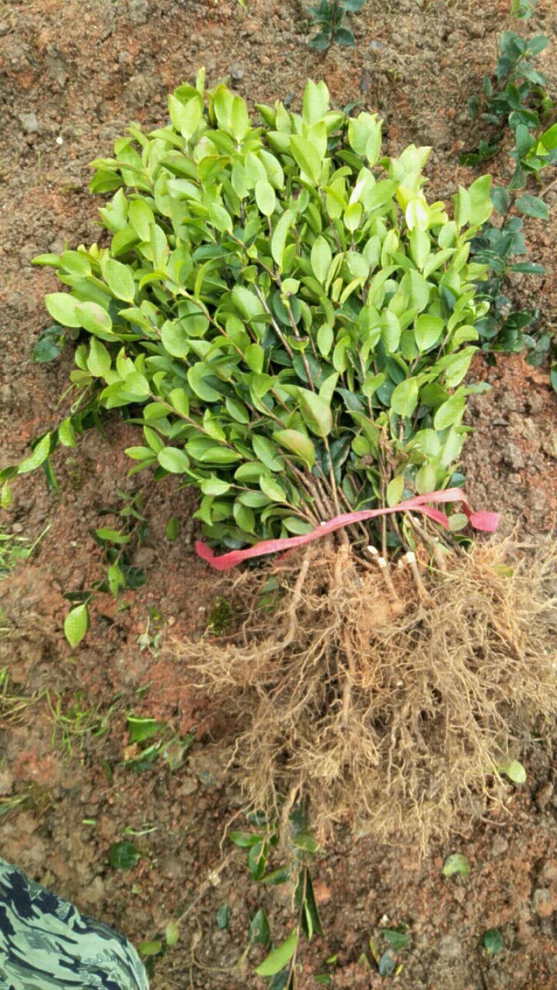 长林系列高产嫁接油茶苗