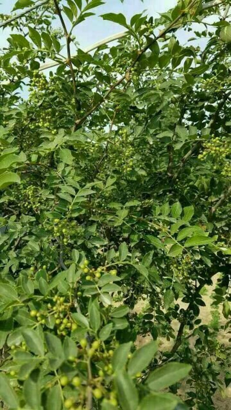 花椒苗大红袍花椒苗、无刺花椒狮子头提供技术指导，保品种