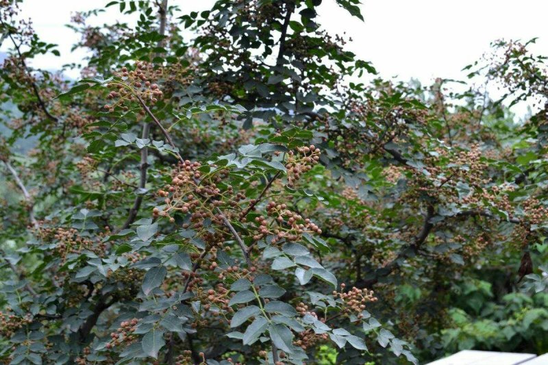 花椒苗大红袍花椒苗、无刺花椒狮子头提供技术指导，保品种