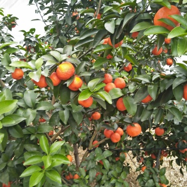 沙糖柑