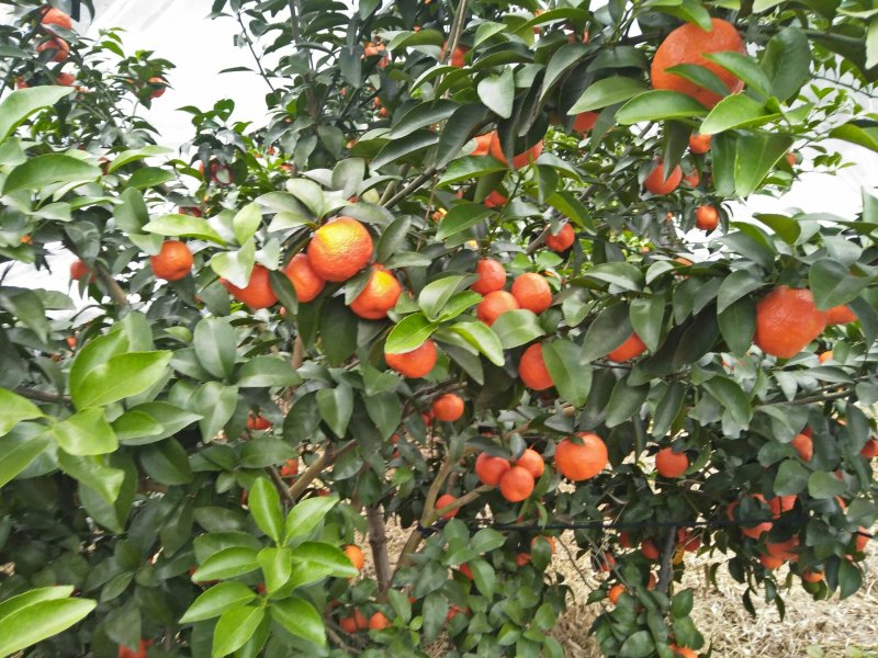 沙糖柑