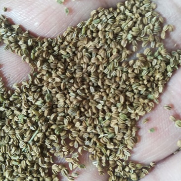 药用芹菜籽，黑南瓜籽