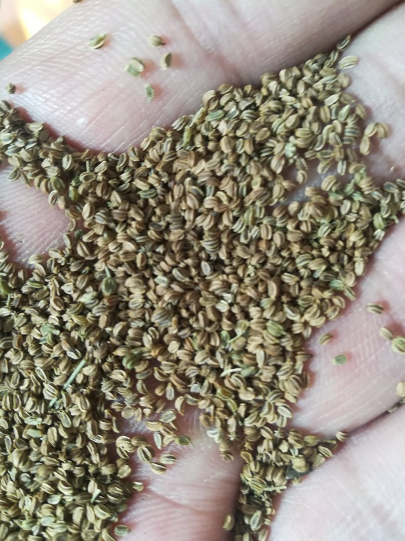 药用芹菜籽，黑南瓜籽