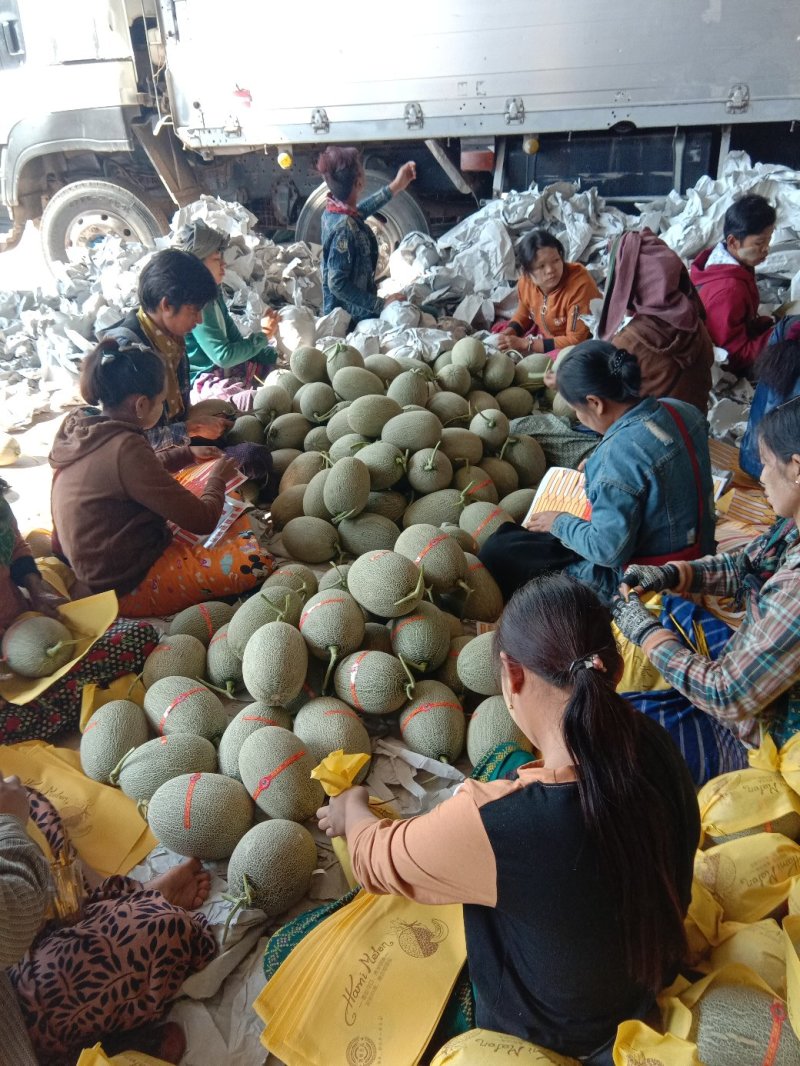 西周密17号，红心脆3斤以上椭圆形，口感好，含糖量高