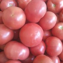 番茄红果番茄粉果番茄好货1.3次货几毛钱一斤