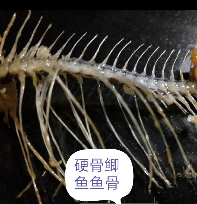 软骨鲫鱼