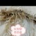 软骨鲫鱼