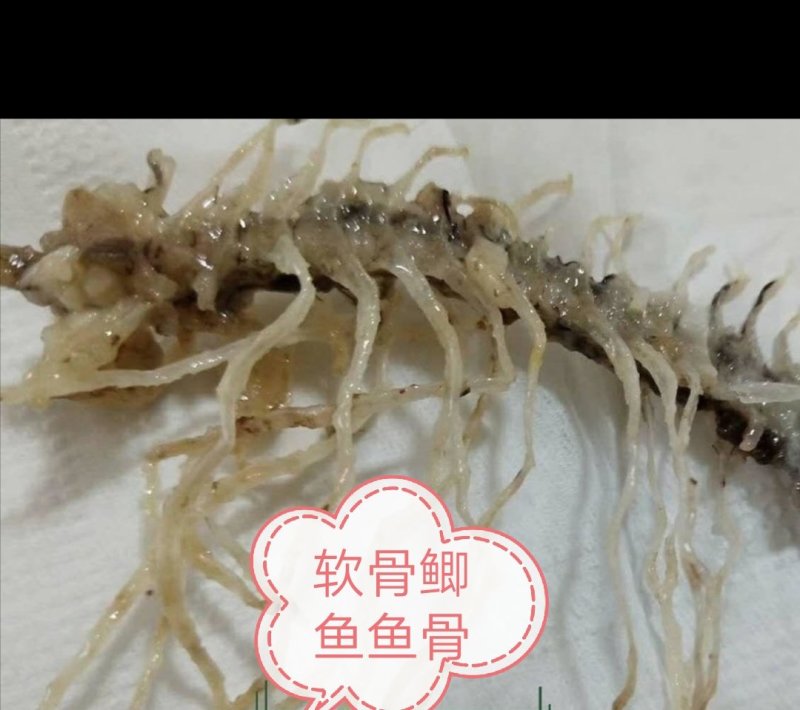 软骨鲫鱼