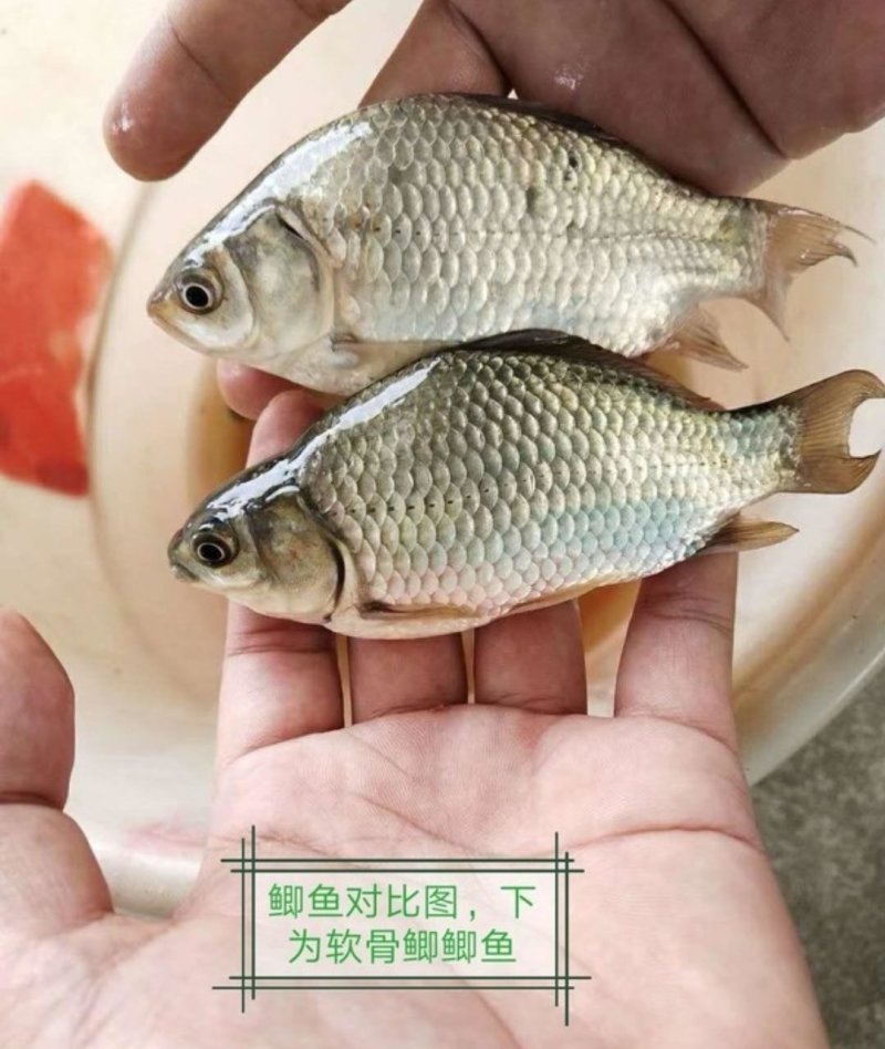 软骨鲫鱼