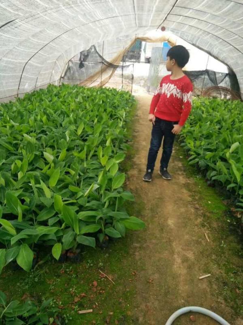 皇帝蕉苗，粉蕉苗，香蕉苗，大量供应