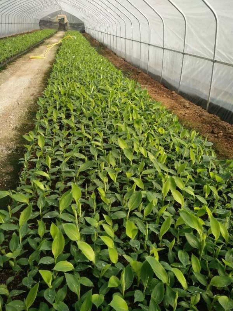 皇帝蕉苗，粉蕉苗，香蕉苗，大量供应