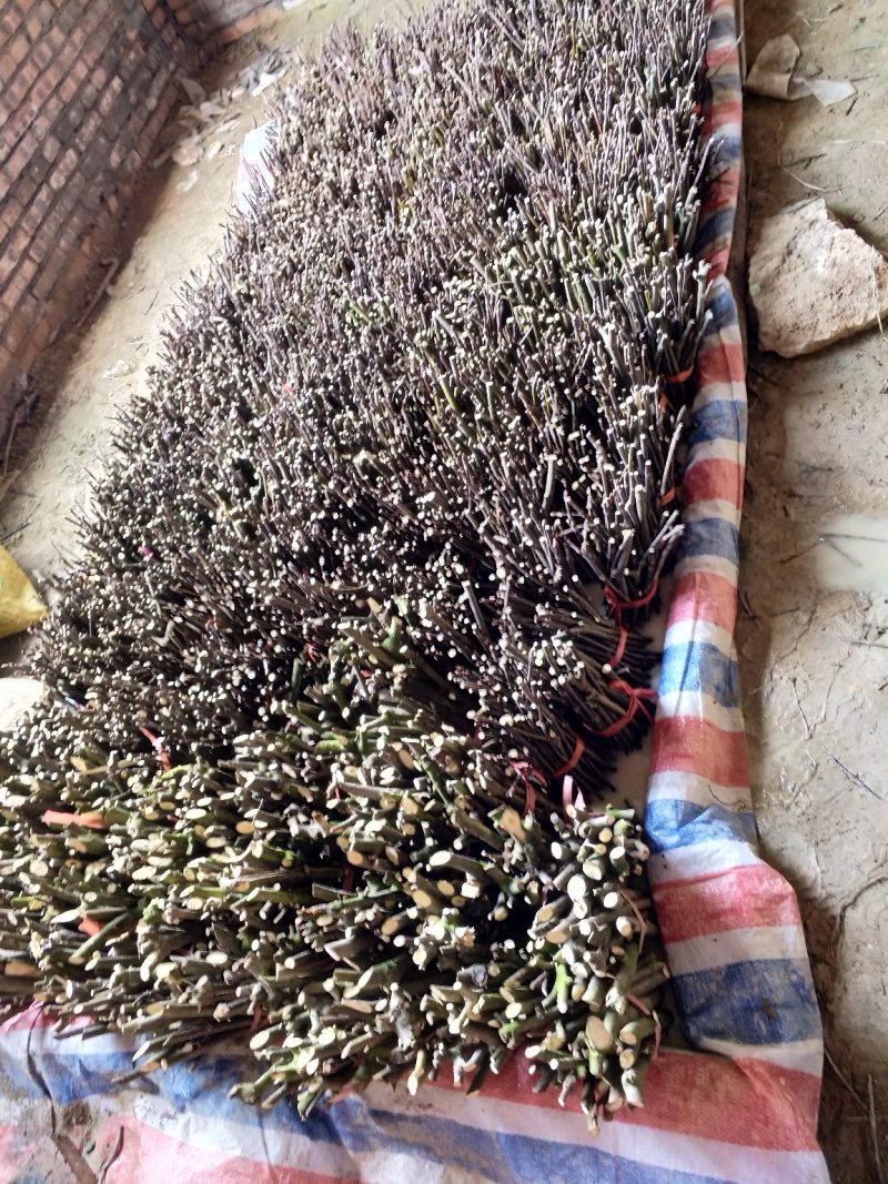 正宗江西宜春樟树中花吴茱萸扦插枝条，抗病高产现剪现发