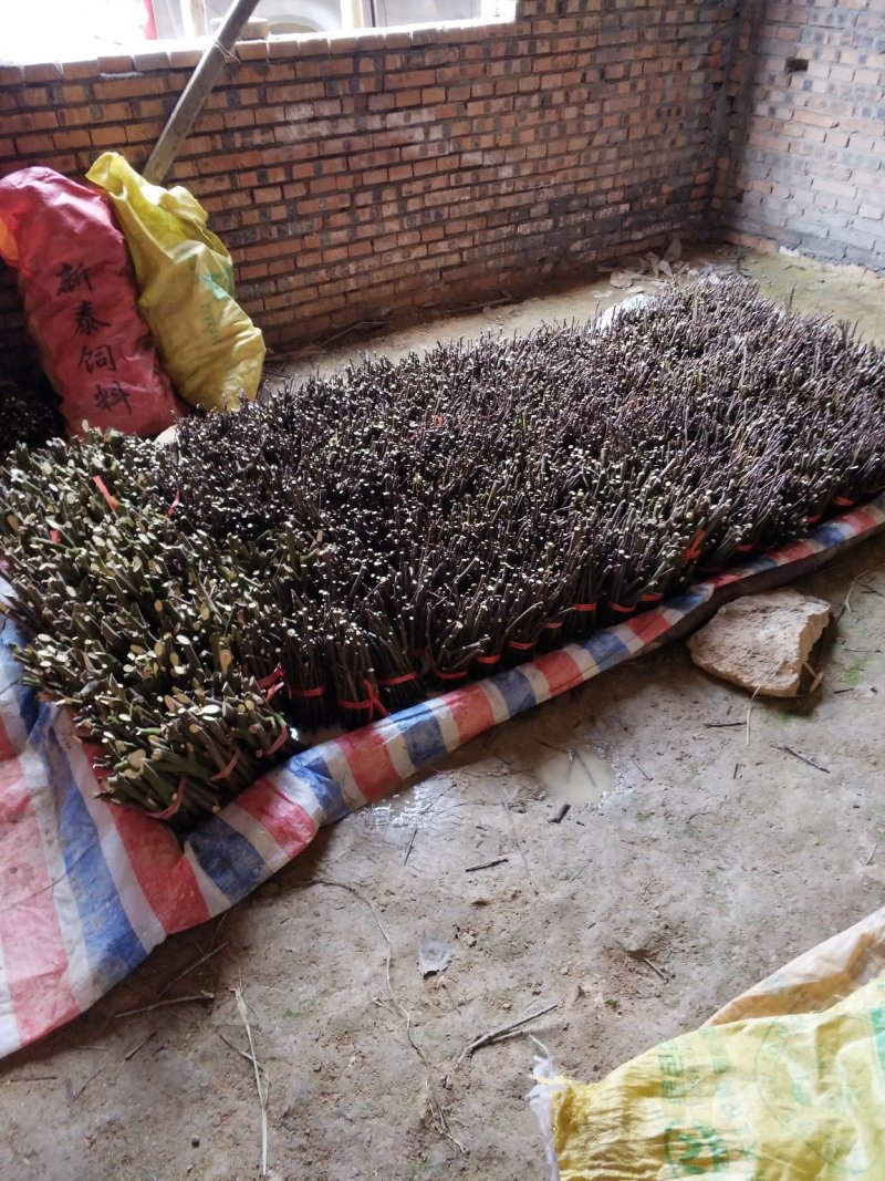 正宗江西宜春樟树中花吴茱萸扦插枝条，抗病高产现剪现发