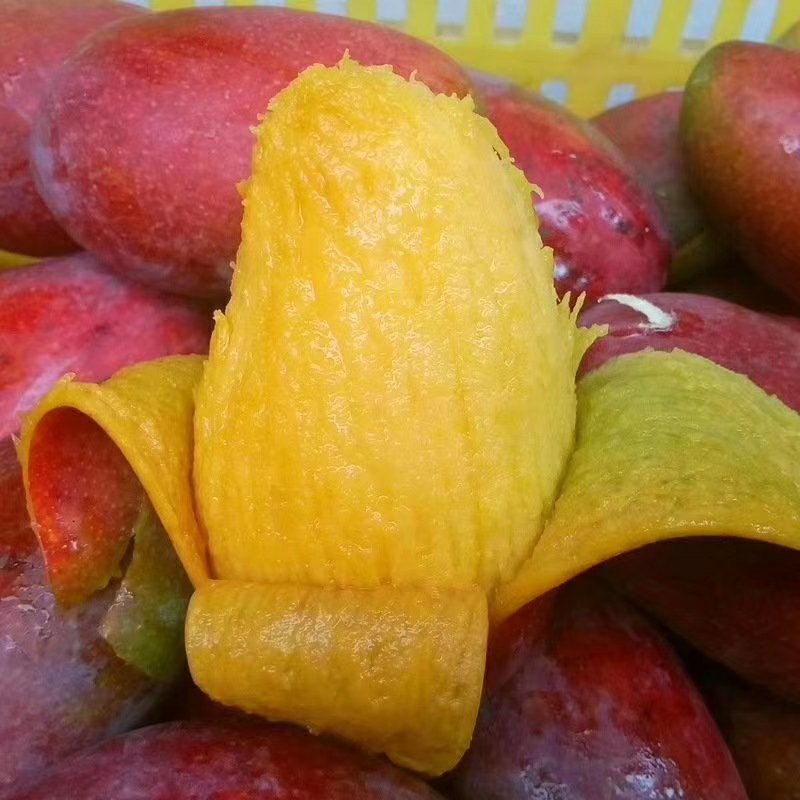 空运树上熟贵妃芒一件代发