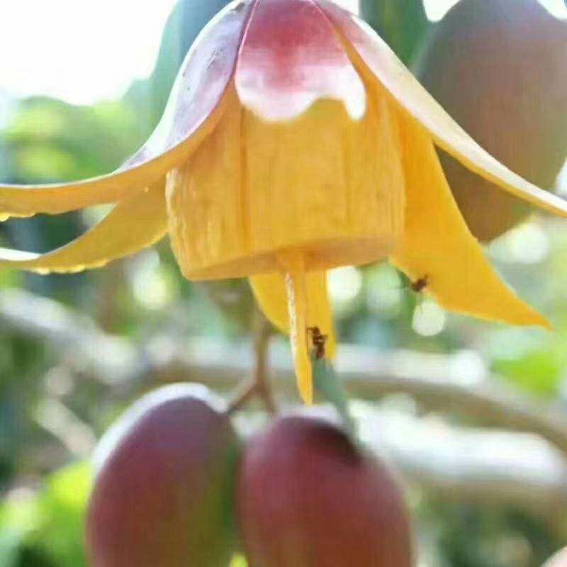 空运树上熟贵妃芒一件代发