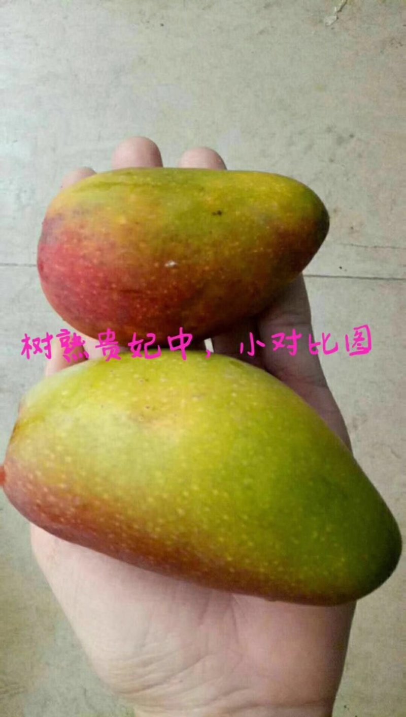 空运树上熟贵妃芒一件代发