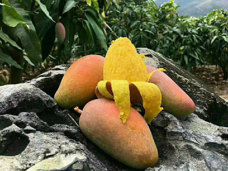 空运树上熟贵妃芒一件代发