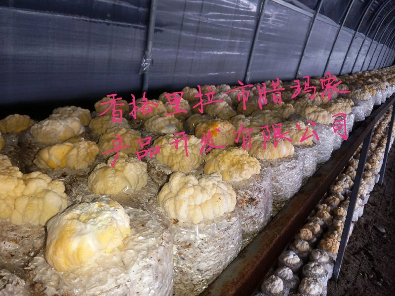 又在采割黄金金的小金耳