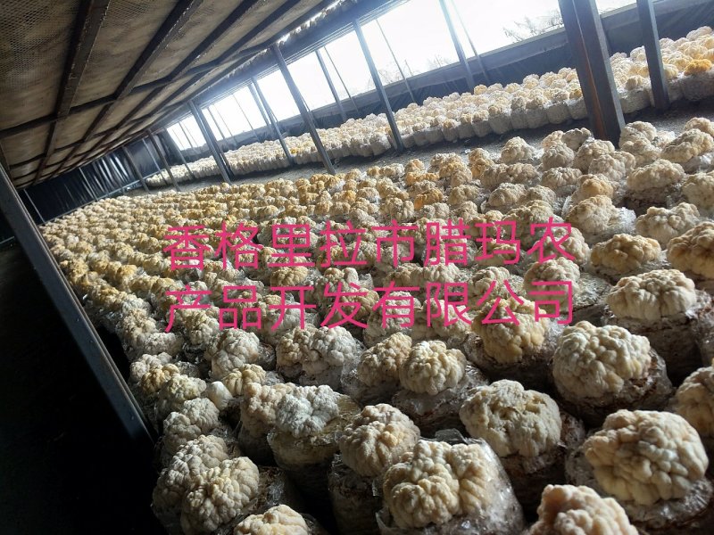 又在采割黄金金的小金耳