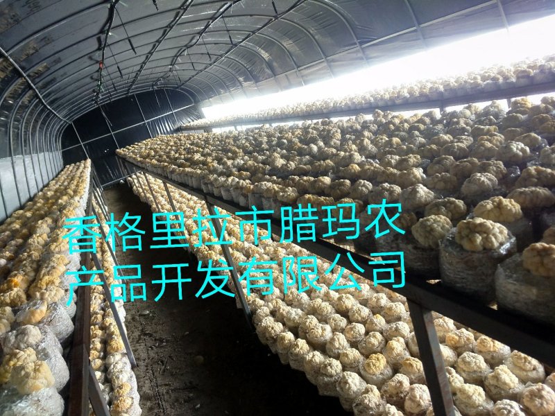 又在采割黄金金的小金耳