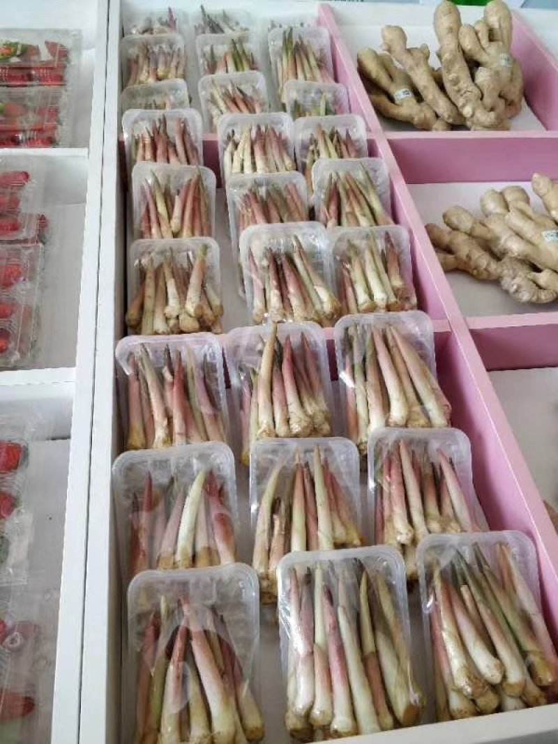 阳荷笋