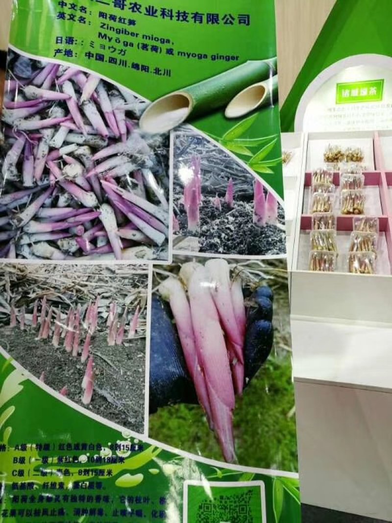 阳荷笋