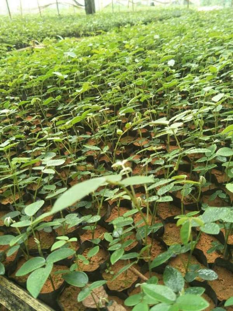 广西山豆根苗，山豆根苗，根须好，成活好，回收产品