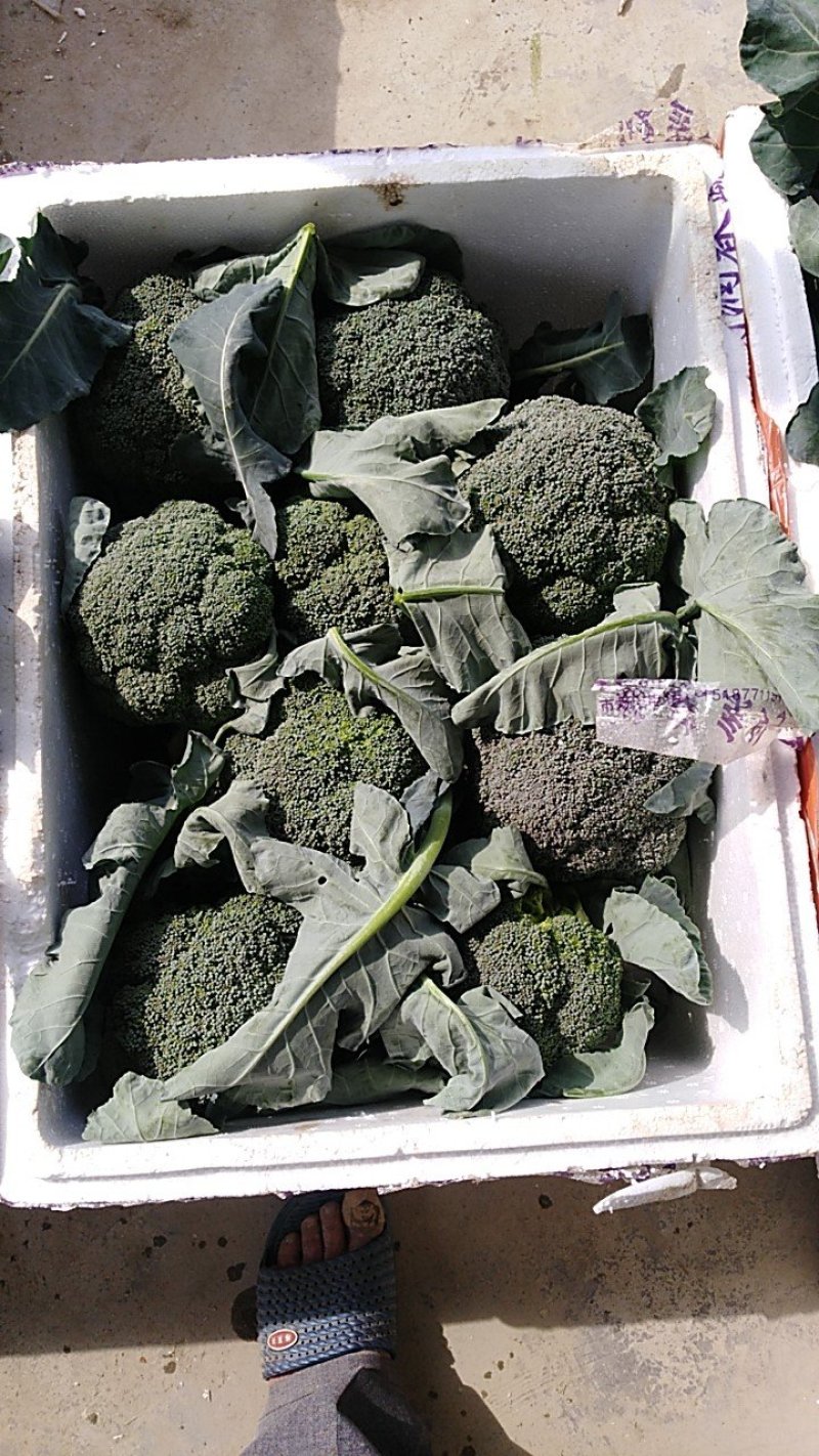 西兰花，水果黄瓜，苦瓜，茄子