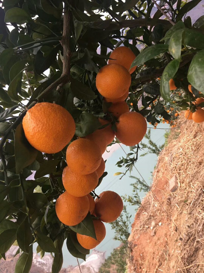 黄果柑
