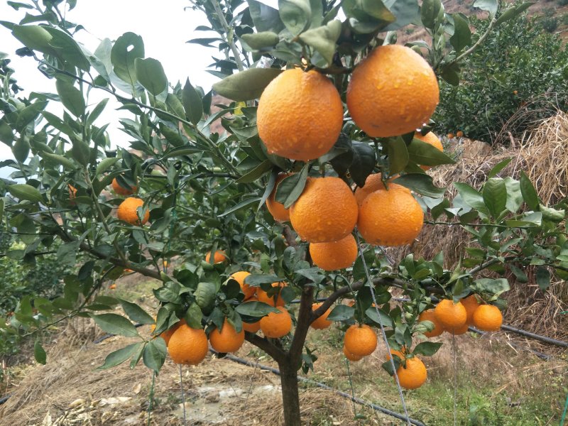 黄果柑