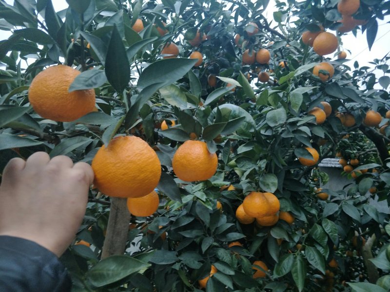 黄果柑