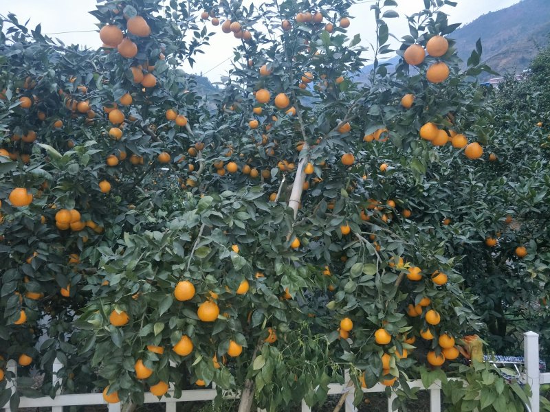 黄果柑
