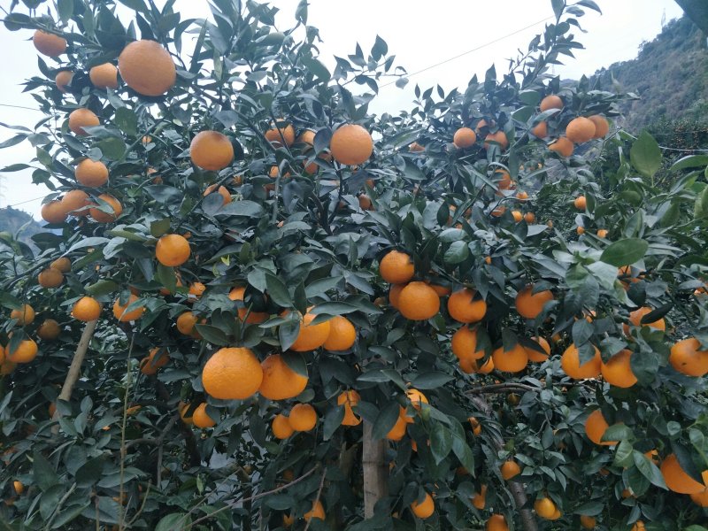 黄果柑