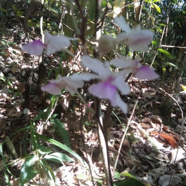 各种兰花