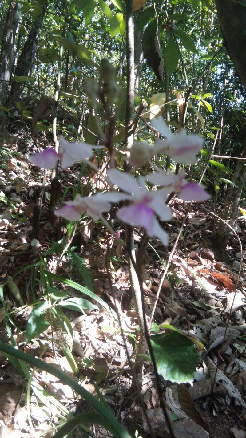 各种兰花